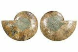 Cut & Polished, Crystal-Filled Ammonite Fossil - Madagascar #296401-1